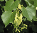 Tilia cordata (= T. parvifolia).